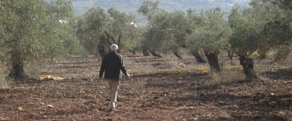man walks through Middle Eastern orchard